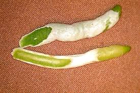 The Dual Personality Of Orchid Roots - Laidback Gardener
