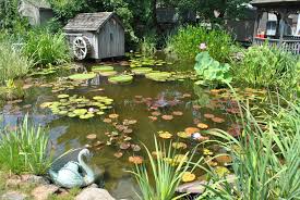 Larger pots also dry out more slowly than smaller pots, and elephant ears need consistently moist soil. How To Winterize Pond Plants And Have Them Thrive Next Season
