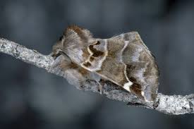 Image result for Pygaera timon