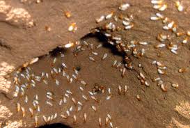 Common signs of termite damage to a wall include:small pin holes, where termites have eaten through the paper coating on drywall and/or wallpaper. Everything You Need To Know About Termites Part 3 Insight Pest Solutions
