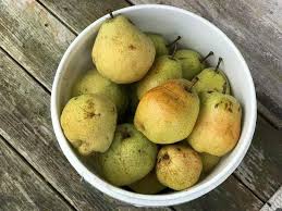 Let me show you how we preserved the harvest from our orient pear tree. Mommy S Kitchen Ma Maw S Old Fashioned Pear Preserves