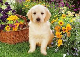 Flowers and dogs, dogs and flowers, puppies with flowers, dogs eating flowers, dogs smelling flowers, dog and flower photos. Springtime Dog Wallpapers Top Free Springtime Dog Backgrounds Wallpaperaccess