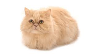 Salah satunya adalah jenis kucing persia peaknose. Cara Mengetahui Perbedaan Kucing Persia Flatnose Peaknose