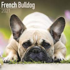 Welcome to the french bulldog guide a website about everything to do with owning a frenchie including behaviour, training, food and diet as well as puppy. French Bulldog Calendar 2021 At Calendar Club