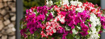 Image result for Impatiens eryaleia