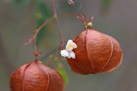 Image result for Cardiospermum