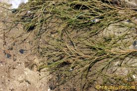 Image result for Stuckenia