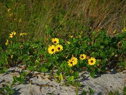 It's especially effective in corners that don't get much sun, because it does. 10 Native Florida Flowers For Your Garden Florida Smart