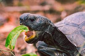L'alimentazione delle tartarughe di terra in cattività è un elemento fondamentale per la salute del vostro animale. Cosa Mangiano Le Tartarughe Di Terra Vita Da Tartaruga