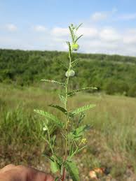 Image result for Tragia rupestris