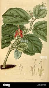 Image result for Helicteres