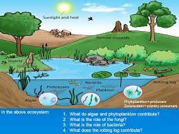 We did not find results for: What Is An Ecosystem All The Living Biotic And Nonliving Abiotic Parts Of An Environment As Well As The Interactions Among Them Ecosystems May Ppt Download