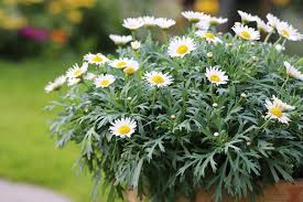 Margeriten Leucanthemum Beitragsbild 2330 In 2020 Margeriten Pflege Margeriten Pflanzen