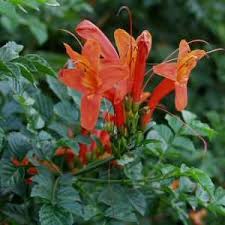 Image result for Tecoma capensis