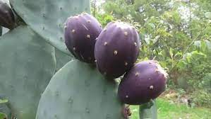 So it's prickly pear (as i've in terms of cacti that are poisonous, there are some, though they do appear to be rare. Are All The Fruits Of Cacti Edible Quora