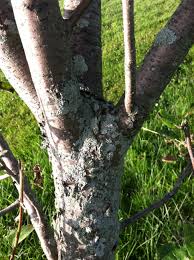 Maybe you would like to learn more about one of these? What Can I Do About This Mold On My Trees And Shrubs 258808 Ask Extension