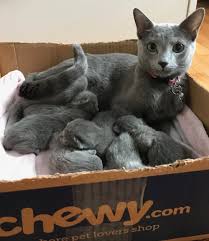 Explore 44 listings for russian blue kittens for sale at best prices. Who We Are Kailasa Russian Blues
