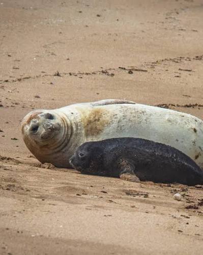 🦭 APARECIÓ UN TERCER ELEFANTE MARINO EN LA PLAYA FRENTE AL UNZUÉ 🌊 Un nuevo elefante marino apareció este miércoles en la playa frente al Unzué, donde semanas atrás nació una cría.