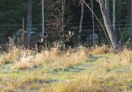 Hjortarna betar och håller markerna öppna i ett omväxlande landskap med. Dovhjort Archives Fran Stockholm Till Vagens Slut