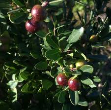 Image result for Rhoicissus tridentata