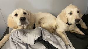 Maybe you would like to learn more about one of these? Heartbreak For Dog Owners Popular Breed More Prone Now To Cancer Boston 25 News