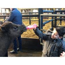 Guests can also try a safari camel tourist attractions nearby the farm include eagle mining company, volcan mountains wilderness reserve, lake cuyamaca, and several city parks and. Geschenkgutschein Kamelsafari