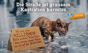 Warum und wann sie ihre katze/ihren kater kastrieren lassen sollten es werden immer mehr katzen und kater mit 5 monaten kastriert,da viele tierärzte sich immer mehr mit dem thema befassen. Niedersachsen Startet Kostenlose Kastrationsaktion Fur Katzen Wir Sind Tierarzt De