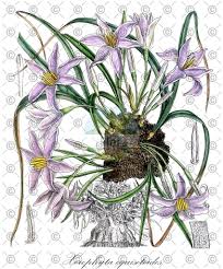 Image result for Xerophyta equisetoides