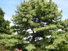 Ridge tops adjacent to water bodies or swamps can be problematic. Free Photo White Pine Trees Branches Pines Winter Landscape Free Download Jooinn