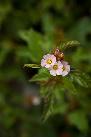 Image result for Melochia melissifolia