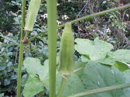 To answer your specific questions: Prune Okra For Late Summer Harvest Walter Reeves Gardening Column