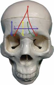 Image result for Frontal Bone