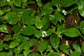 Image result for Rubiaceae