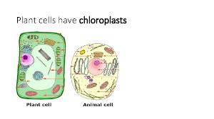 Animal cells, on the other hand, have multiple smaller vacuoles. Cell Theory In 1665 British Scientist Robert Hooke
