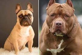 These dogs have a few similar physical traits. French Bulldog Pitbull Mix The Perfect Combination Of Frenchy And Pit Bull Anything French Bulldog