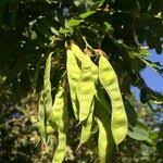 Image result for Calpurnia aurea