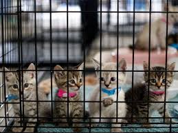 There is a lot more going on with the cat's purr than you might. Cats The Humane Society Of The United States