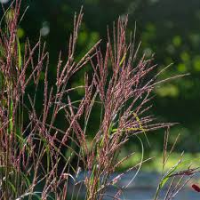 Image result for Andropogon chinensis