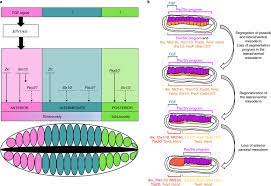 In vertebrates, somites subdivide into the sclerotomes, myotomes, syndetomes and dermatomes that give rise to the vertebrae of the vertebral column, rib cage and part of the occipital bone; Gene Regulatory Logic For Somite Formation In Amphioxus And Hypothesis Download Scientific Diagram
