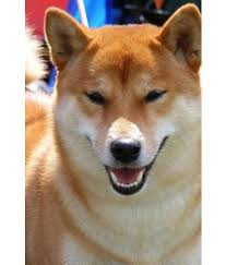Some experienced breeders do import puppies from any country (i would never recommend getting a puppy without seeing it or its parents personally. Red Shiba Inu Dog Portrait Journal Buy Red Shiba Inu Dog Portrait Journal Online At Low Price In India On Snapdeal