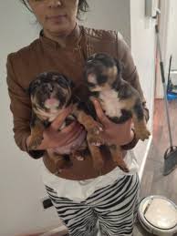Xl american bully puppies for sale. Mia Abkc American Bully Female Puppy For Sale In Kyle Texas Vip Puppies