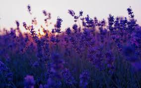 Download wallpapers purple for desktop and mobile in hd, 4k and 8k resolution. Purple Aesthetic Pc Wallpapers Wallpaper Cave