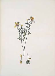 Image result for Zygophyllum leucocladum