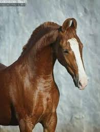 Yesterday at 6:36 am ·. 800 Marwari Horses Of India Ideen Pferde Marwari Pferde Pferd