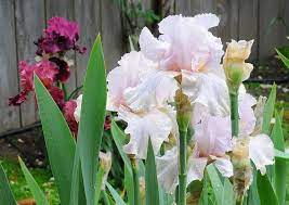 Bearded Iris French Rose Showy Flowers Pretty Flowers Iris Art