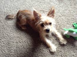 These dogs are easily injured, so they are not ideal for families with young children. Shih Tzu Yorkshire Terrier Chihuahua Mix Pets Lovers