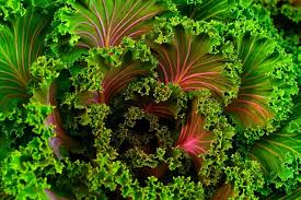 The online world can be hard to tell who gets their hands in the dirt! Top 20 Best Gardening Blogs To Follow In 2018 Gardenaware Com