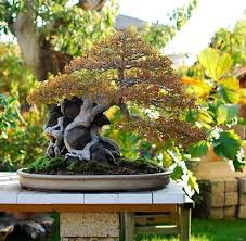 How To Revive A Bonsai Tree With Dry And Brittle Leaves Bonsai Tree Gardener Juniper Bonsai Bonsai Tree Bonsai