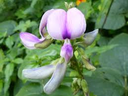 Image result for Neustanthus