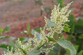 Image result for Fallopia